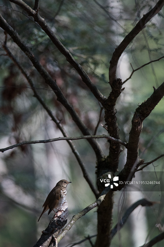 低角度拍摄栖息在树上的歌鸫，纽约，美国图片素材
