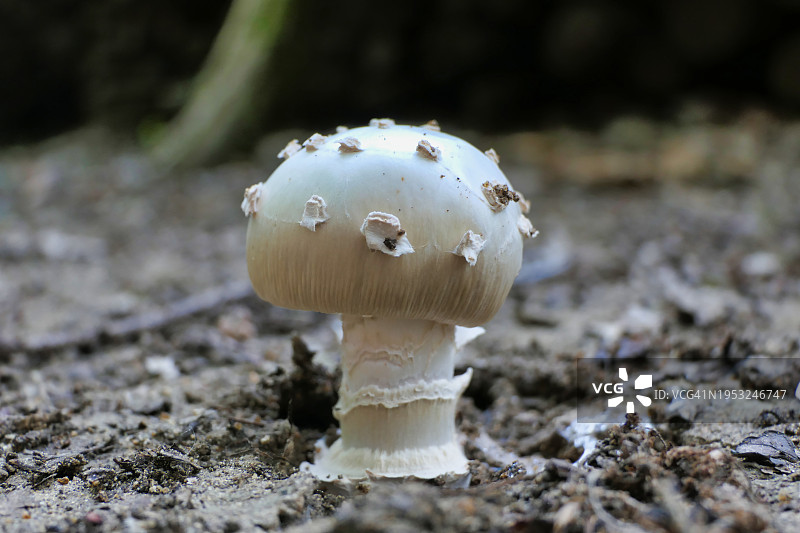 法国多尔多涅田野上生长的蘑菇特写图片素材