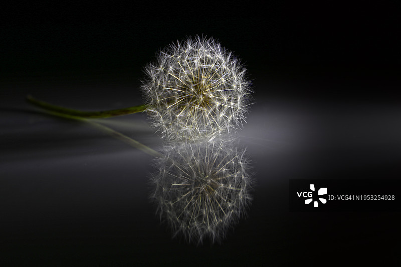 植物上的蒲公英特写图片素材
