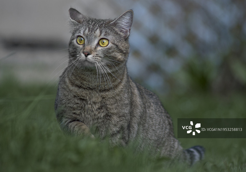 草地上猫的特写肖像图片素材