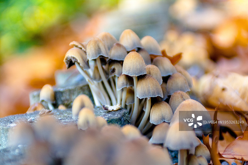 荷兰海尔德兰省阿珀尔多伦田野生长的蘑菇特写图片素材