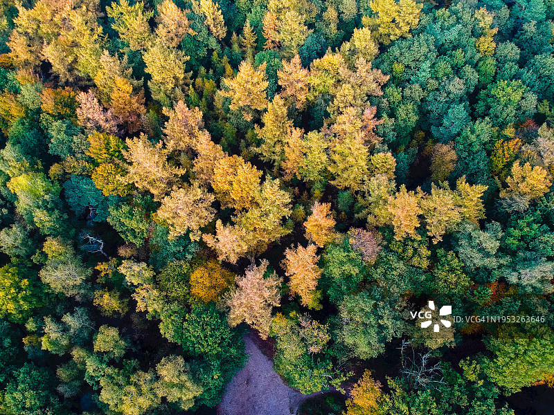 荷兰上艾瑟尔省阿尔梅洛森林中的树木全景照片图片素材