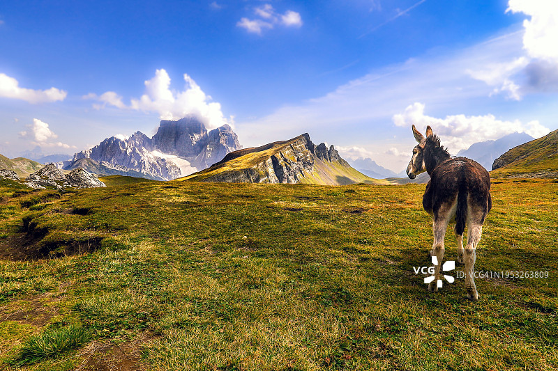 纯种马站在田野上的背影，意大利贝卢诺省塞尔瓦迪卡多雷图片素材