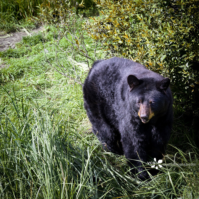 美国阿拉斯加黑熊站立田野高角度景观图片素材