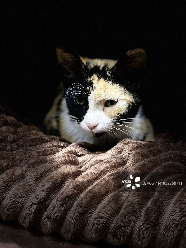 猫咪在床上放松特写，巴勒斯坦图片素材