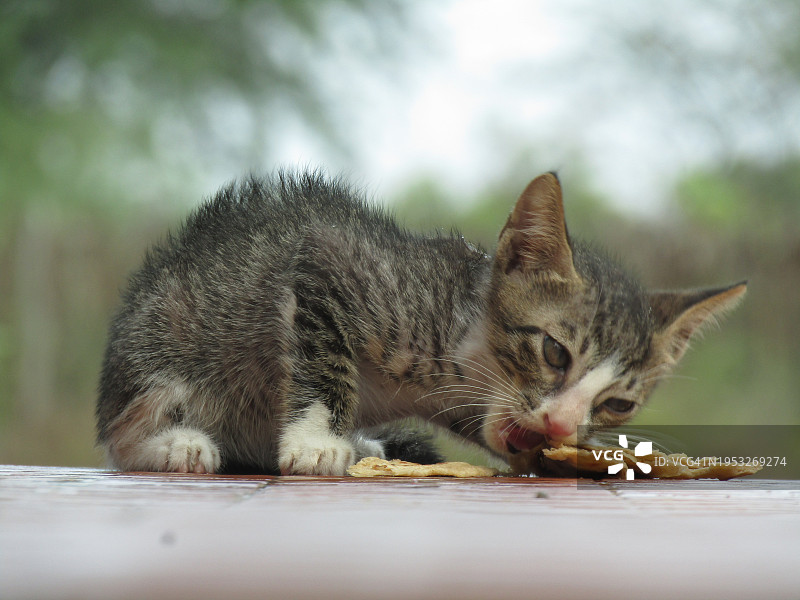 猫咪吃食物的特写图片素材