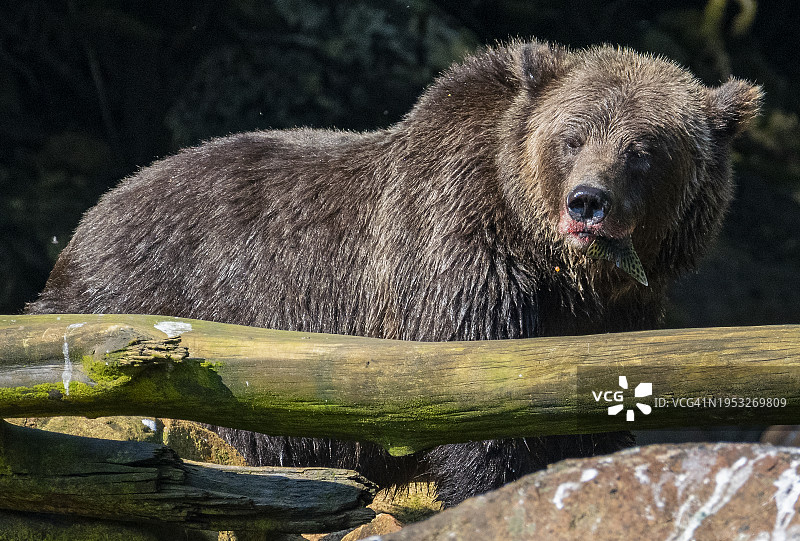 加拿大不列颠哥伦比亚省棕色棕熊岩石上特写图片素材