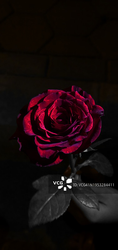 黑色背景下的红色玫瑰特写图片素材