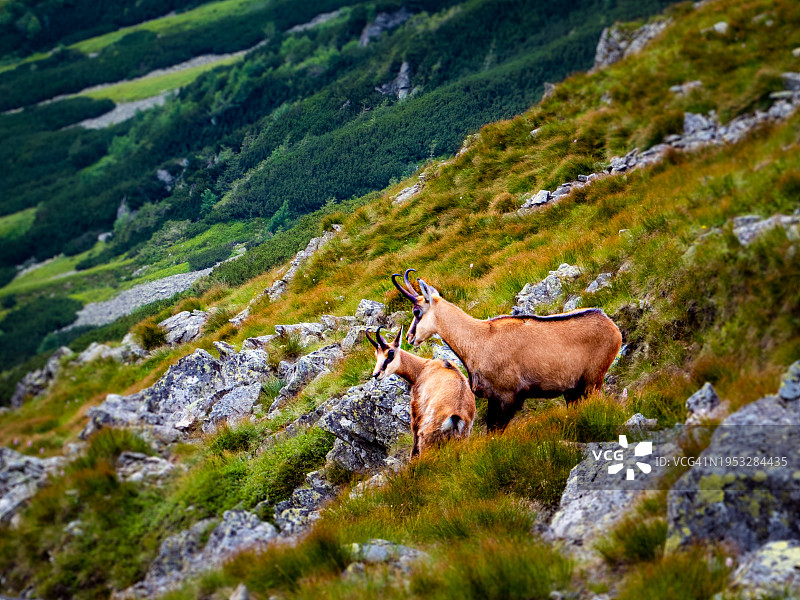 高角度拍摄的山地羚羊图片素材