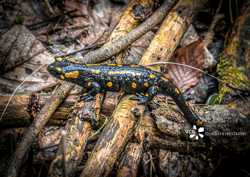 树上的蜥蜴特写图片素材