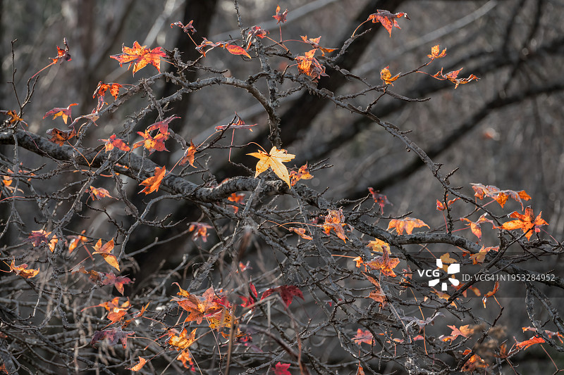 美国北卡罗来纳州教堂山秋季橙色植物特写图片素材