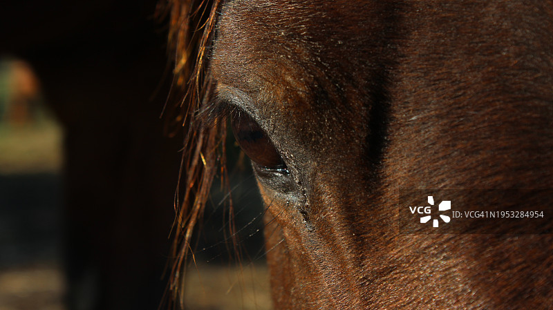 马的特写，美国北卡罗来纳州柳泉图片素材