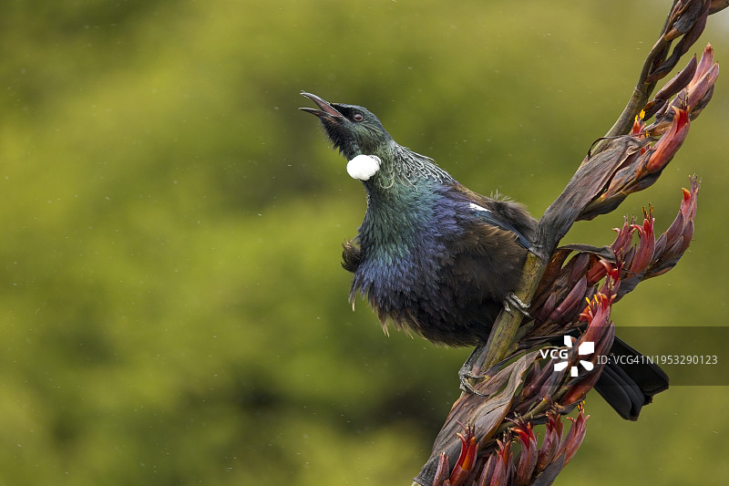 歌八哥栖息在树枝上特写图片素材