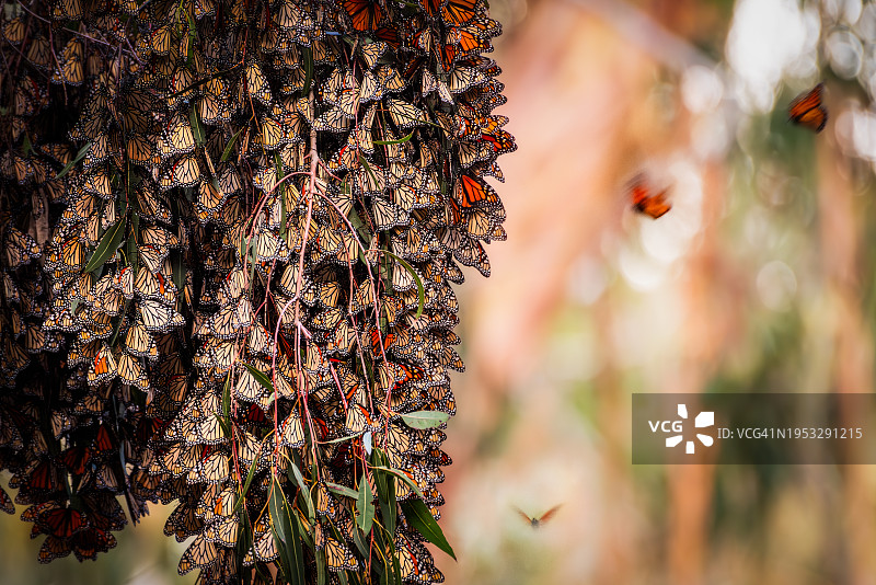 美国加利福尼亚州戈利塔，树木旁的开花植物特写图片素材