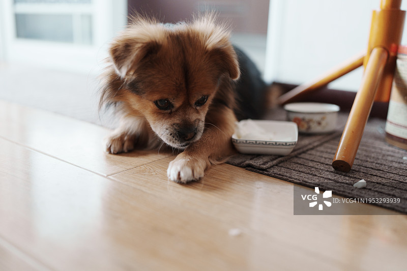 坐在地板上的纯种拉布拉多犬肖像图片素材