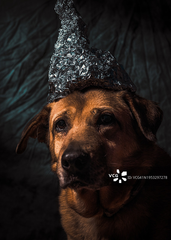 美国内华达州林肯郡戴帽子的狗特写图片素材