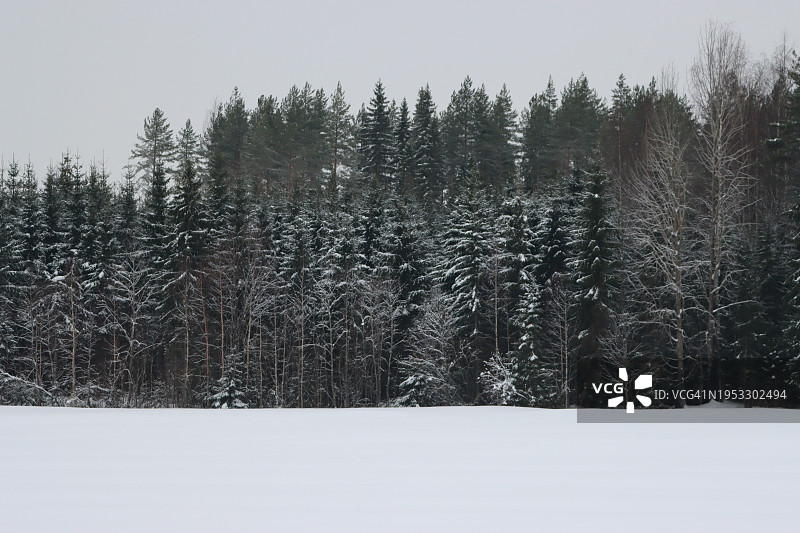 白雪覆盖的田野上的树木映衬着天空图片素材