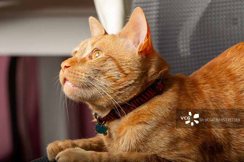 智利圣地亚哥坐着的猫咪特写图片素材