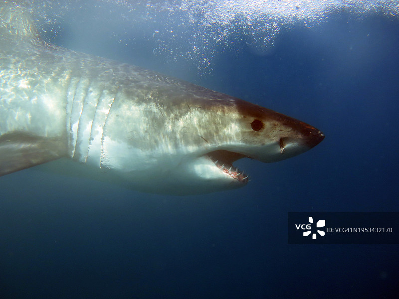 特写：海中游动的大白鲨图片素材