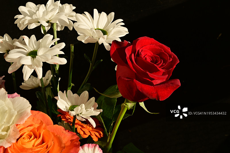 黑色背景下的玫瑰花特写图片素材