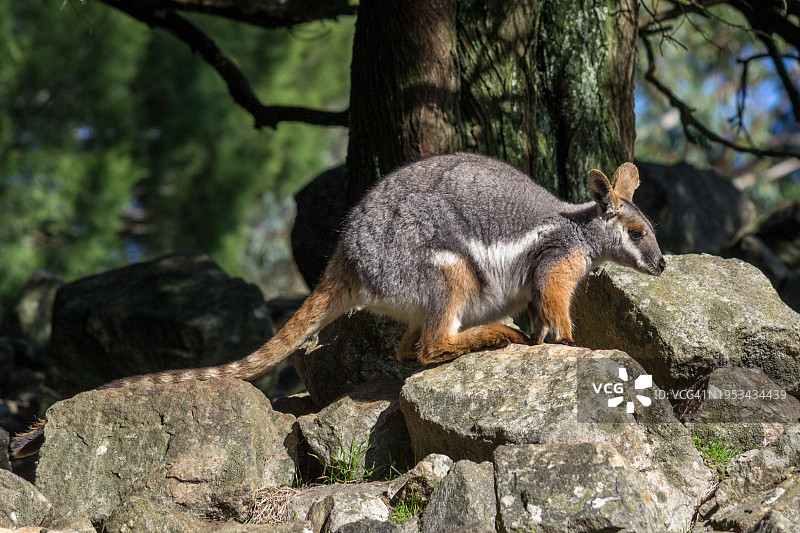 树干上的松鼠特写图片素材