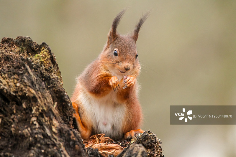 树上松鼠特写图片素材