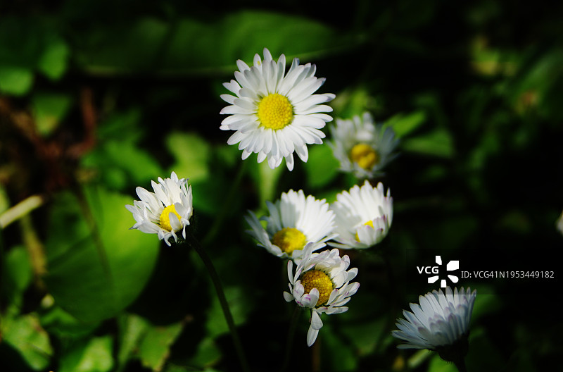 白色雏菊花的特写图片素材