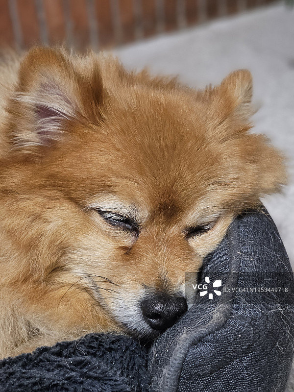 博美犬特写，法国安省图片素材