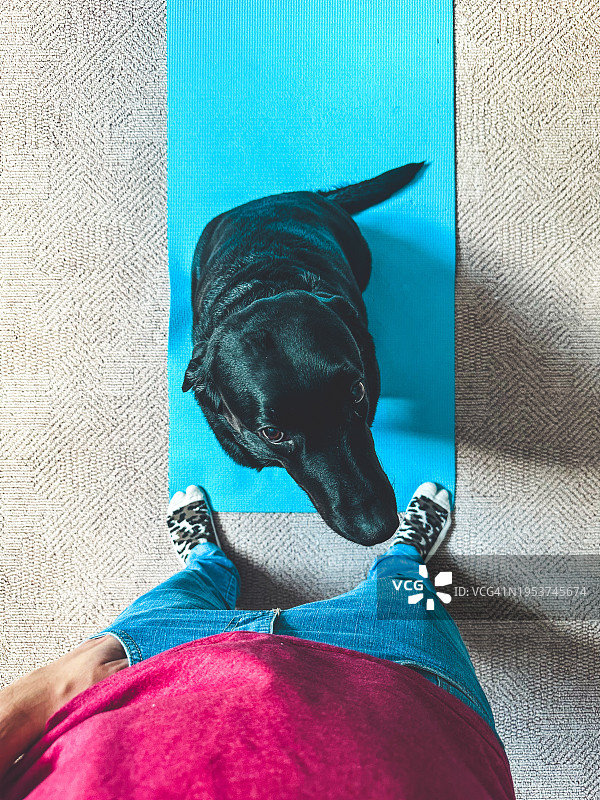 家中的狗肖像图片素材