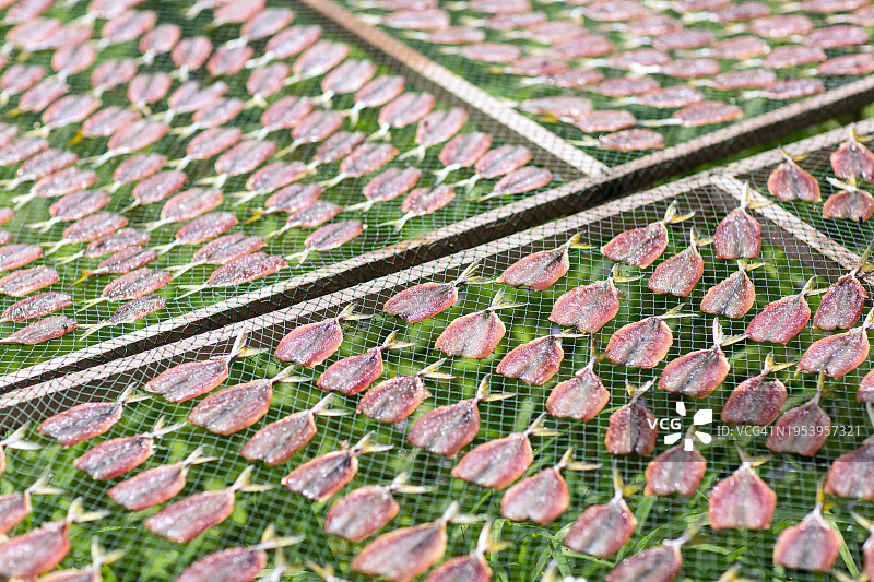 沿海传统：渔民使用古老技术晒鱼图片素材