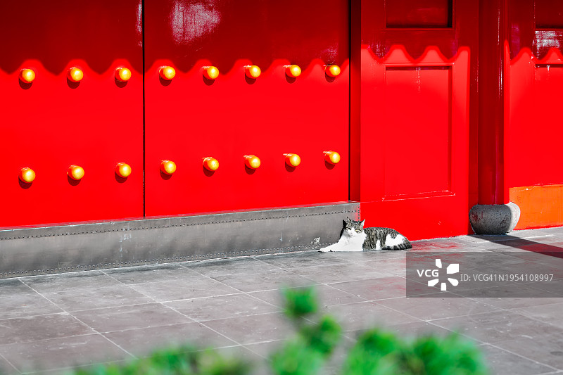 寺庙中的可爱猫咪图片素材