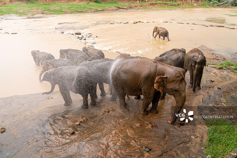 斯里兰卡 Pinnawala 大象孤儿院图片素材