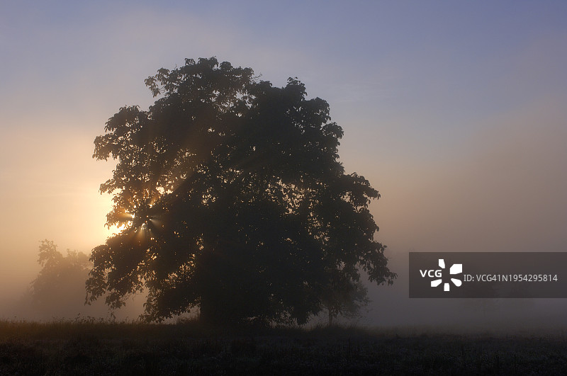 日出时分笼罩在雾中的树，德国巴伐利亚州弗兰肯地区图片素材