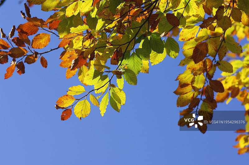 秋季山毛榉树叶，德国巴伐利亚图片素材