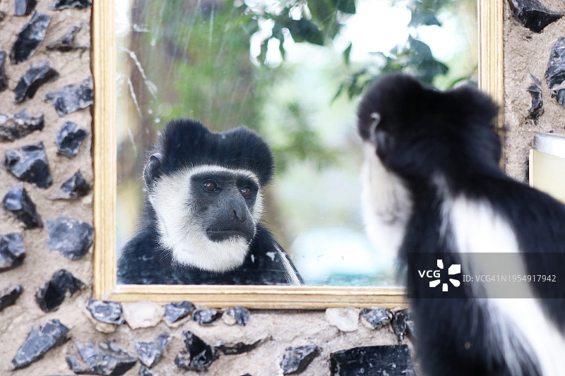 黑白疣猴照镜子图片素材