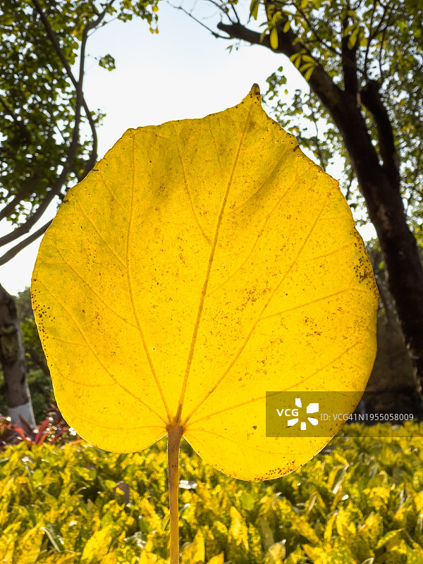 秋日阳光下的树叶纹理图片素材