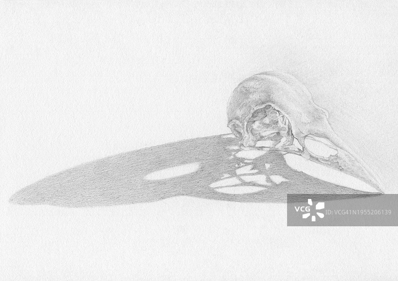 乌鸦头骨与长影插画图片素材