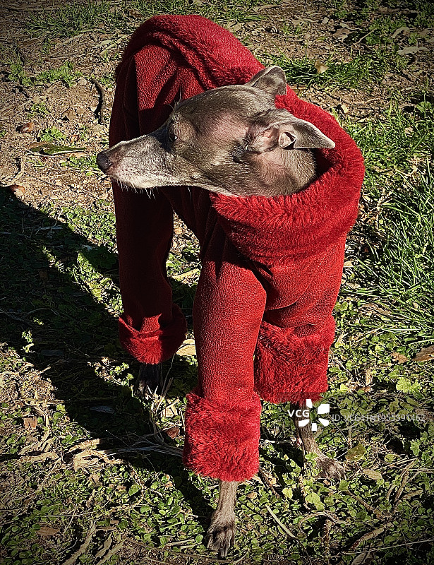 冬季狗狗服装图片素材