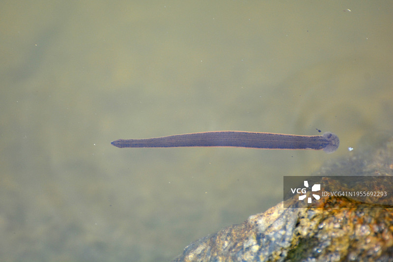 湖中的水蛭图片素材