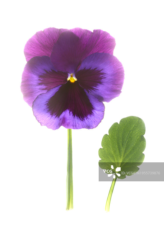 带叶子的紫色三色堇花茎特写图片素材