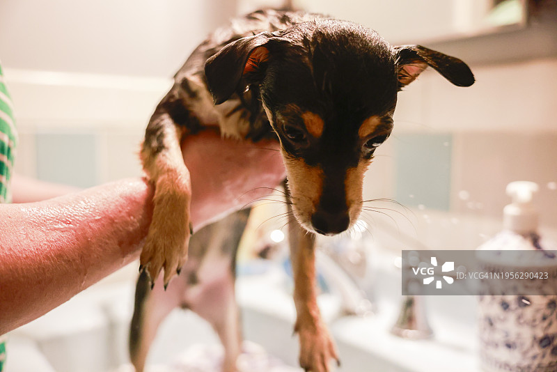 在浴室水槽中洗澡的吉娃娃混血犬图片素材