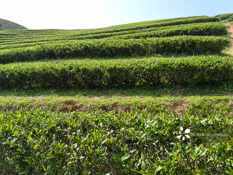山上的茶园图片素材