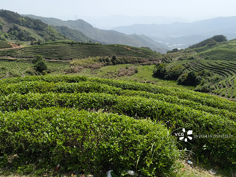 山上的茶园图片素材