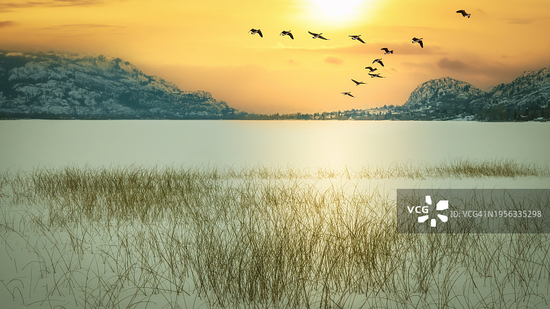 夕阳下的加拿大雁图片素材