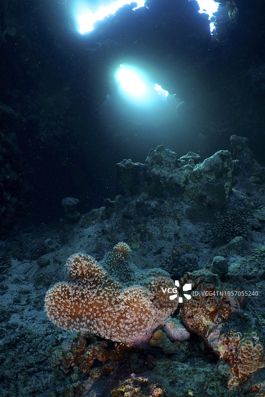 洞穴中的菇状软珊瑚，位于埃及红海圣约翰礁图片素材