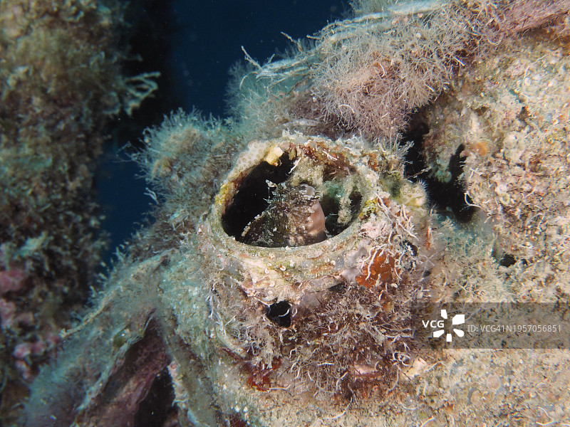 红海，埃及，栖息在塑料罐中的犬牙鳚图片素材