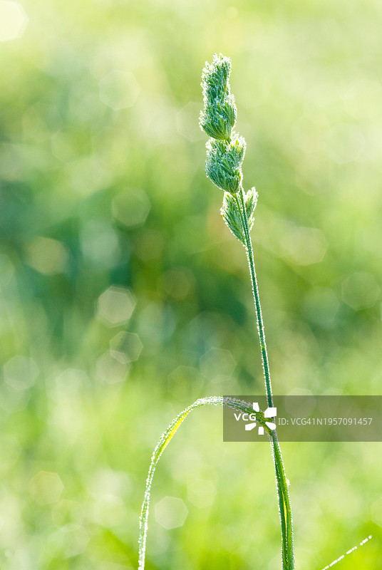 德国下萨克森Allertal的果园草图片素材