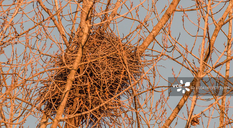 韩国亚洲一棵树顶的树枝上的大鸟巢，没有叶子图片素材