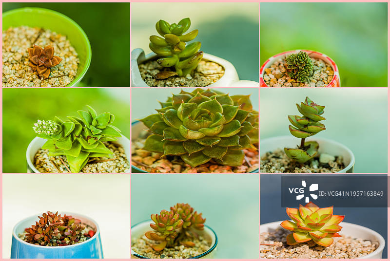 韩国亚洲，九盆多肉仙人掌植物拼贴，背景虚化图片素材