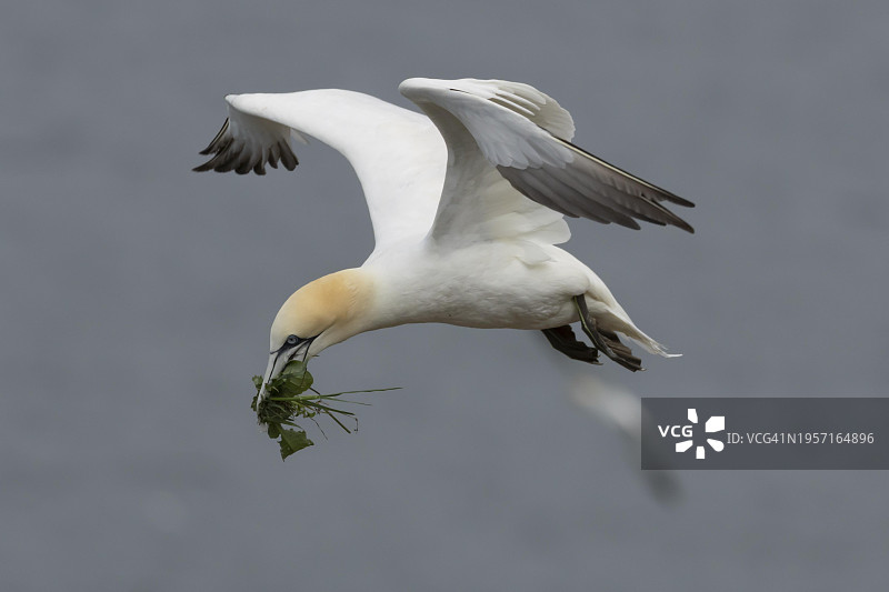 北方塘鹅：成年鸟在飞行中携带植被作为筑巢材料，约克郡，英格兰，英国，欧洲图片素材